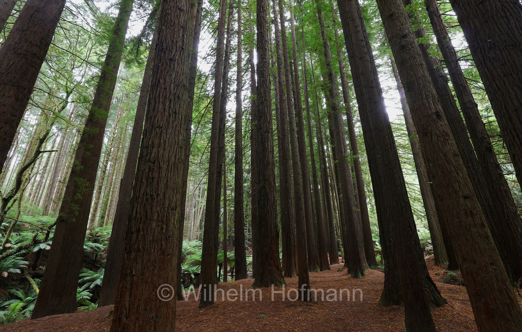 Redwoods, Great Otway National Park, Great-Otway-Nationalpark, parco nazionale Great Otway, Victoria, Australia, Australien