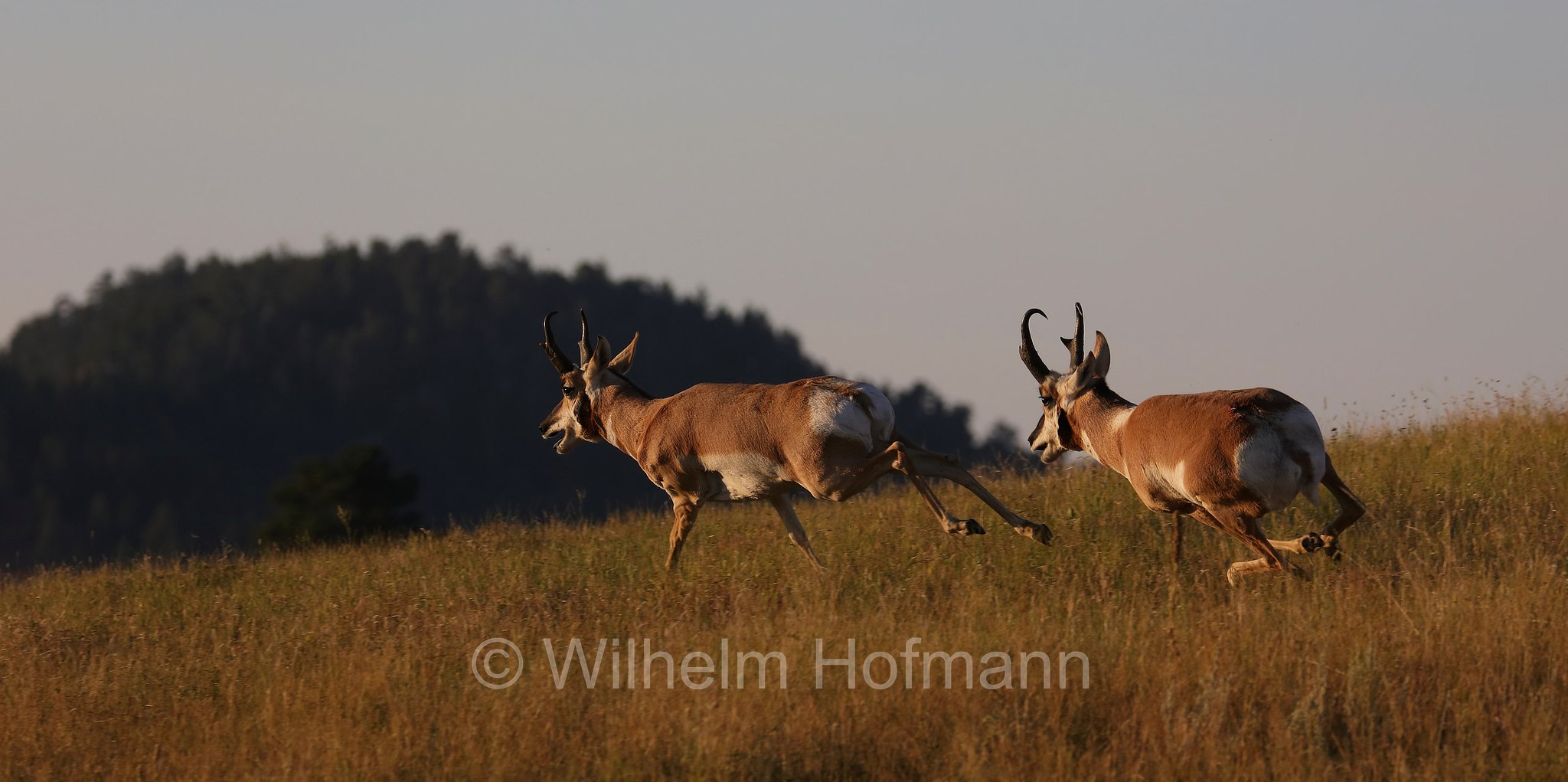 Antilocapra americana, pronghorn, American antelope, prong buck, pronghorn antelope, prairie antelope, Gabelbock, Gabelhornantilope, Gabelantilope, Gabelhorntier, Pronghorn, antilocapra, Wind Cave National Park, Wind-Cave-Nationalpark, Parco nazionale di Wind Cave, South Dakota, Dakota del Sud, USA