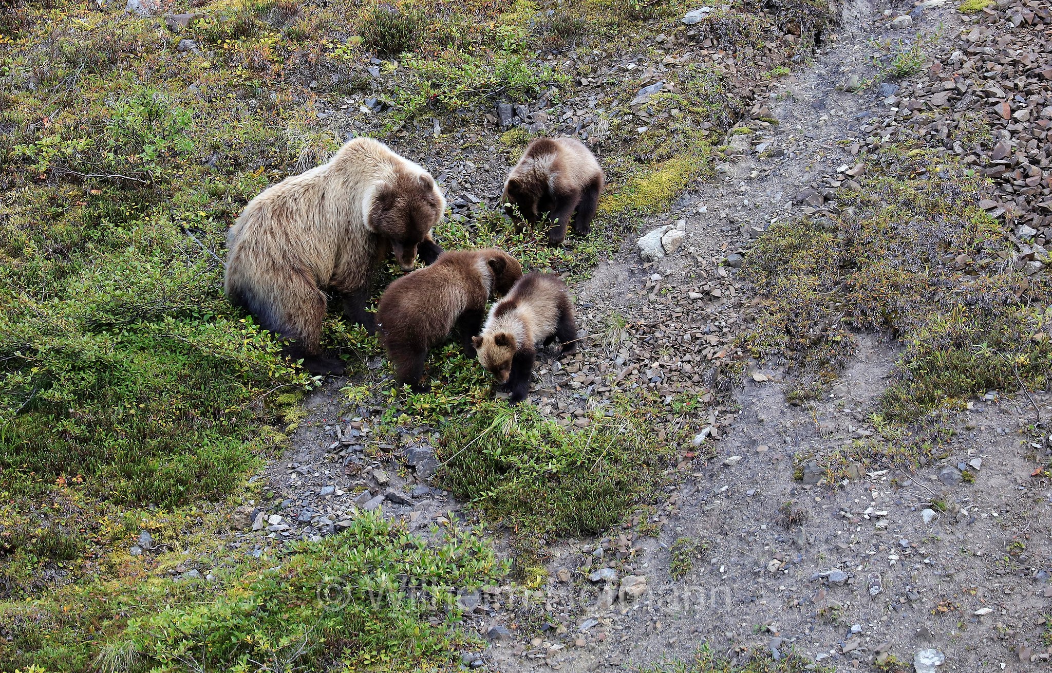 Ursus arctos horribilis, grizzly bear, grizzly, North American brown bear, Grizzlybär, Graubär, orso grizzly, grizzly, orso grigio, Sable Pass, Denali National Park, Denali National Park and Preserve, Denali-Nationalpark, Parco nazionale del Denali, Alaska, USA
