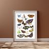 British and European Butterfly Study | Art Print | with Names