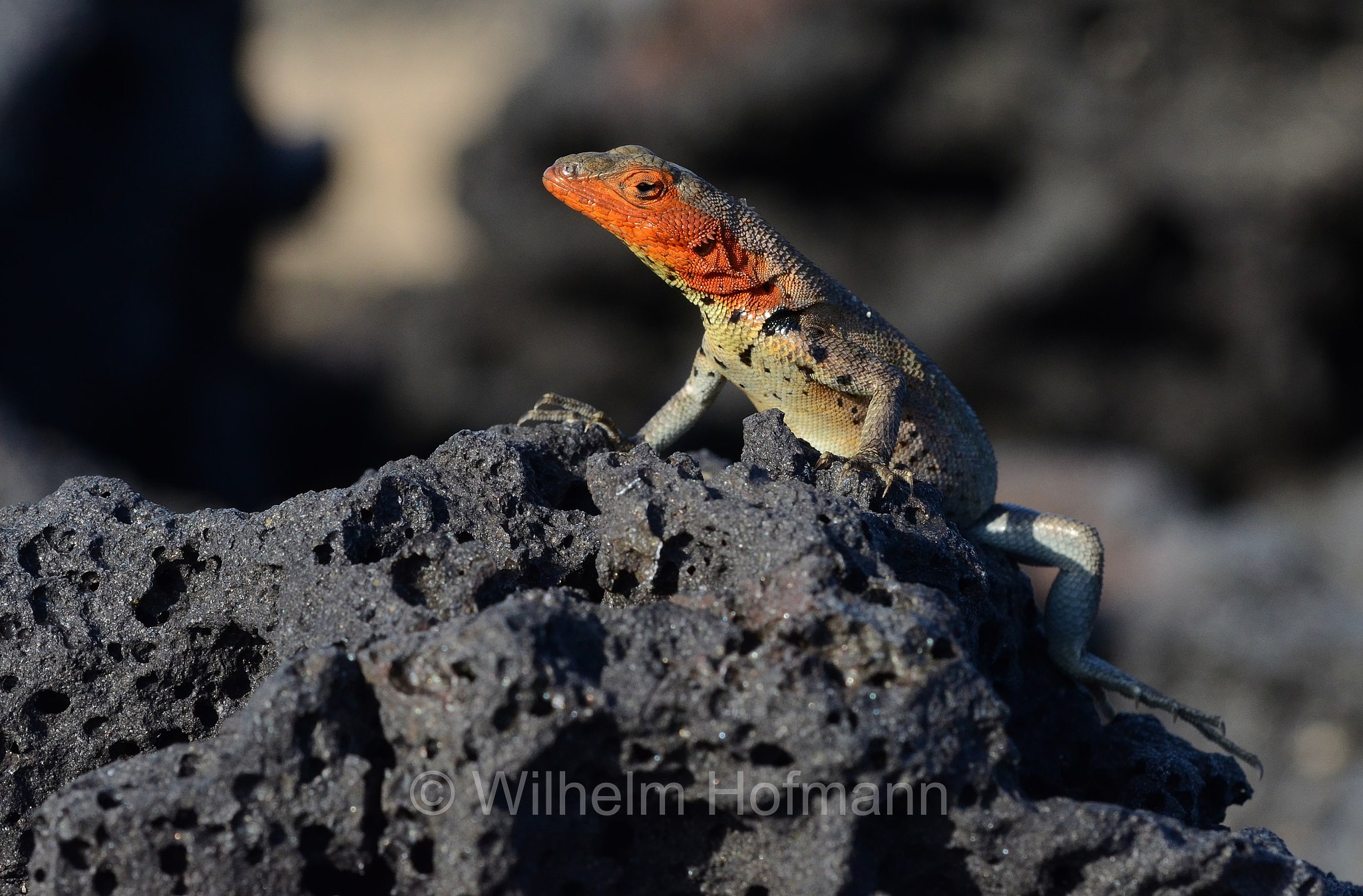 Galápagos lava lizard, Albemarle lava lizard, Isabela lava lizard, Galapagos-Lavaechse, tropidura delle Galápagos, Microlophus albemarlensis, Bartolomé, Galápagos Islands, Galápagos, Galapagosinseln, Ecuador
