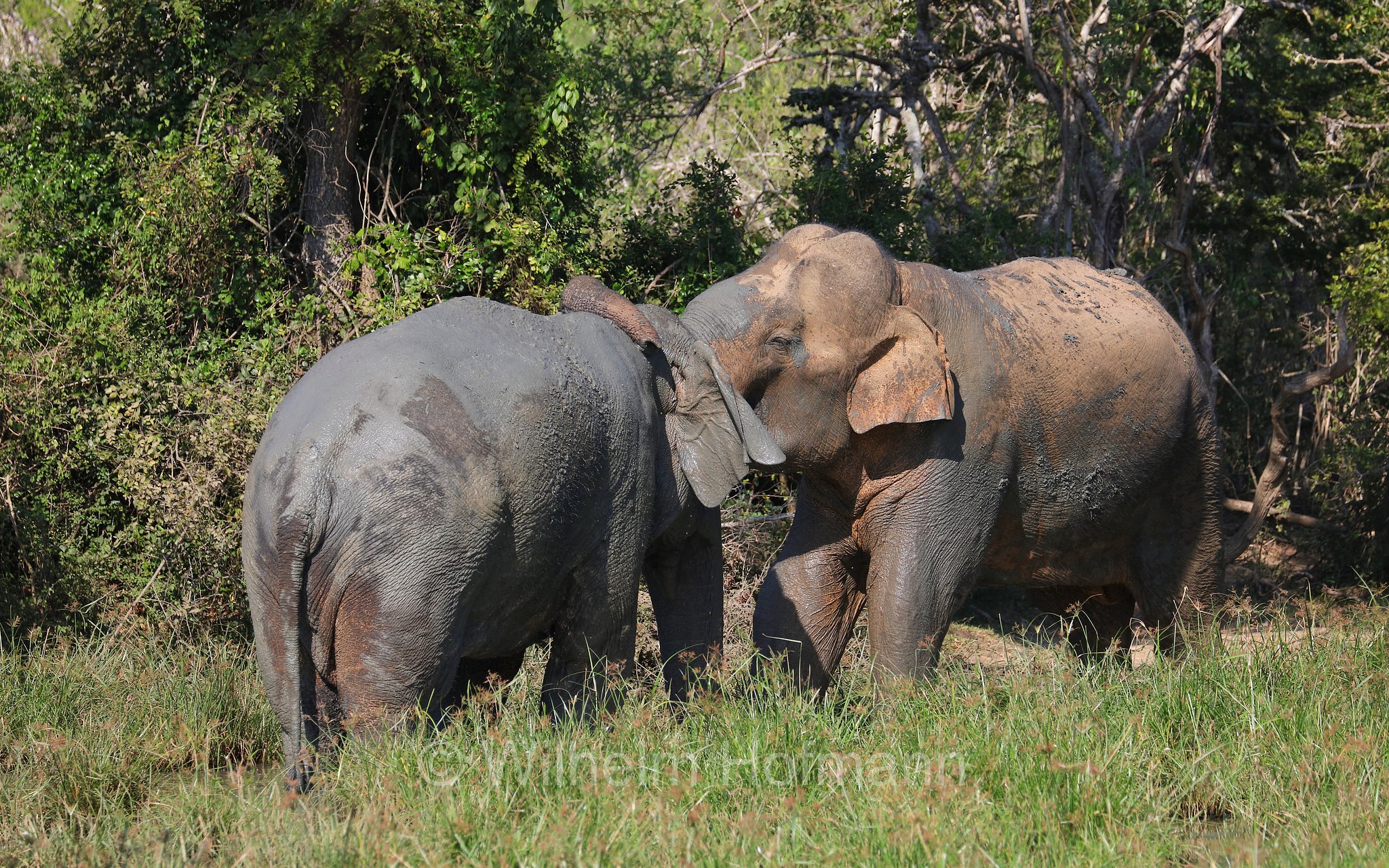 Sri Lankan elephant, Sri-Lanka-Elefant, Ceylon-Elefant, elefante dello Sri Lanka, Elephas maximus maximus, Sri Lanka, Bundala National Park, Bundala Nationalpark, Parco nazionale Bundala