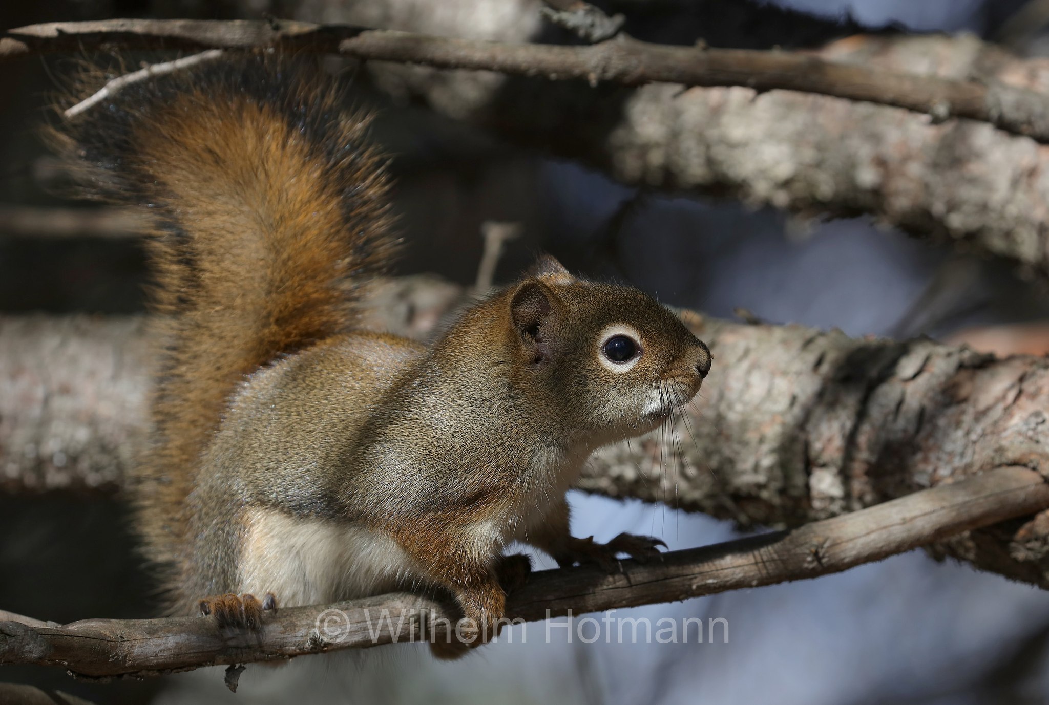 Tamiasciurus hudsonicus, American red squirrel, pine squirrel, piney squirrel, North American red squirrel, chickaree, boomer, red squirrel, Gemeines Rothörnchen, scoiattolo rosso nordamericano, Bead Lakes Trail, Riding Mountain National Park, Riding-Mountain-Nationalpark, Parco nazionale di Riding Mountain, Manitoba, Canada, Kanada
