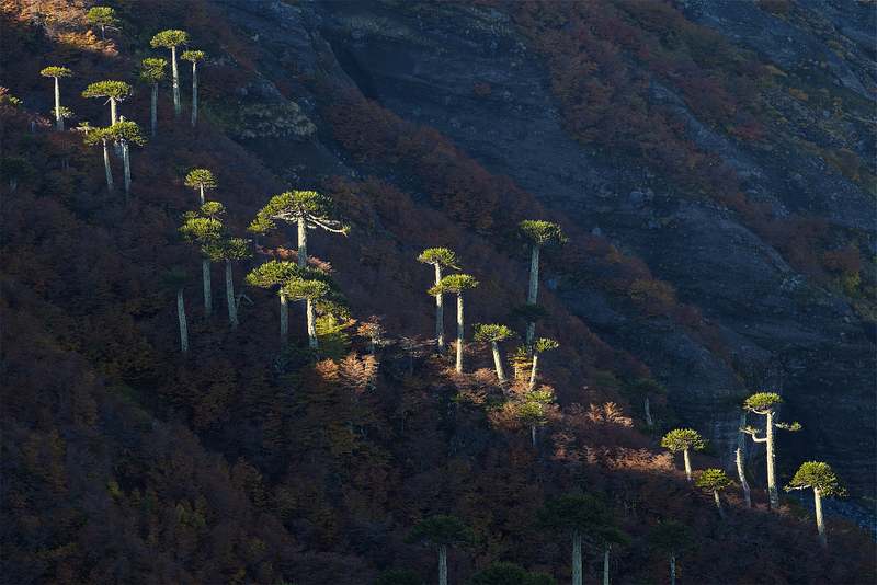La Elegancia de La Luz