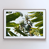 COLLECTION - GIANTS OF THE LAND HORIZONTAL - "Between Tropics" - LIMITED EDITION 10 of 10