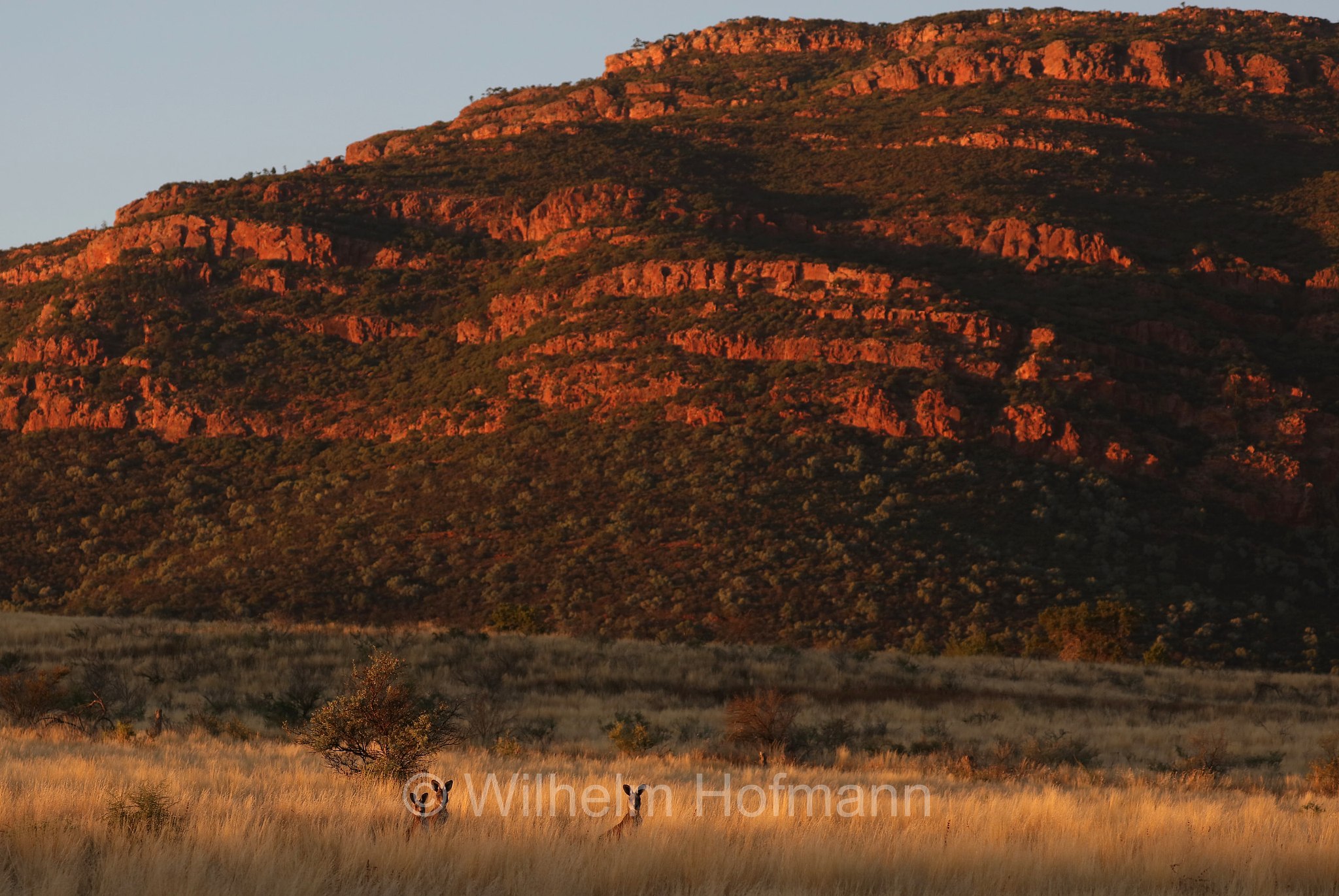 red kangaroo, Rotes Riesenkänguru, canguro rosso, Osphranter rufus, Wilpena Pound, Ikara–Flinders Ranges National Park, Ikara-Flinderskette-Nationalpark, parco nazionale Monti Flinders, South Australia, Südaustralien, Australia Meridionale, Australia, Australien
