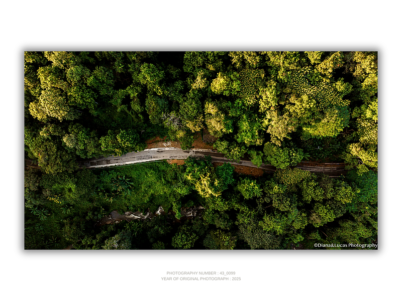 THE ONE - AERIAL PRINTS - "Canopy Cut" - LIMITED EDITION 5 of 5