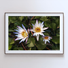 THE ONE - WILDLIFE & NATURE - "Nymphaea Angle" - LIMITED EDITION 5 of 5