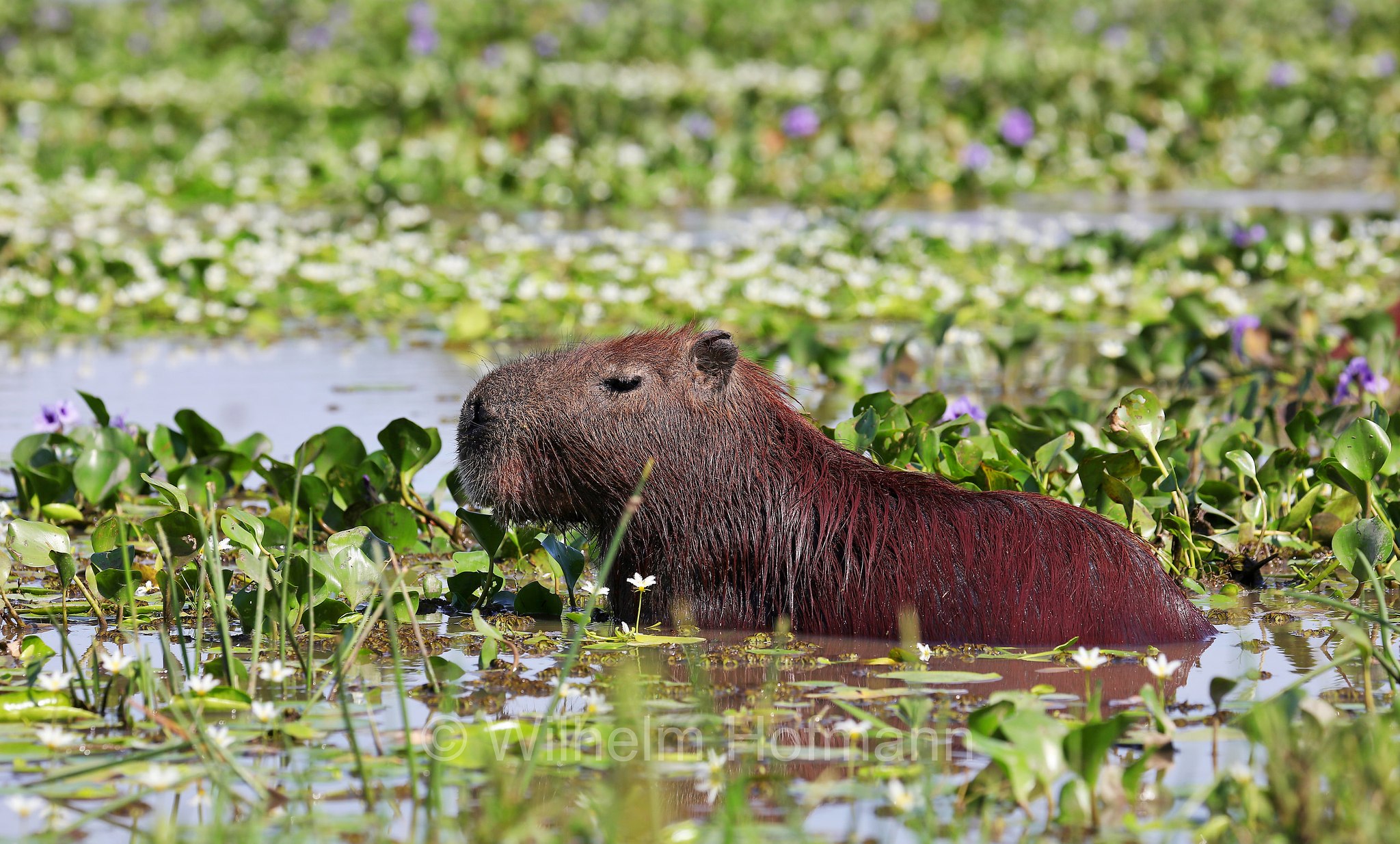capybara, greater capybara, Wasserschwein, capibara, idrochéro, capivara, chigüire, nutriae, quiuit, chigüiro, fercho, carpincho, ronsoco, Hydrochoerus hydrochaeris, Iberá Wetlands, Esteros del Iberá, Corrientes, Argentina, Argentinien