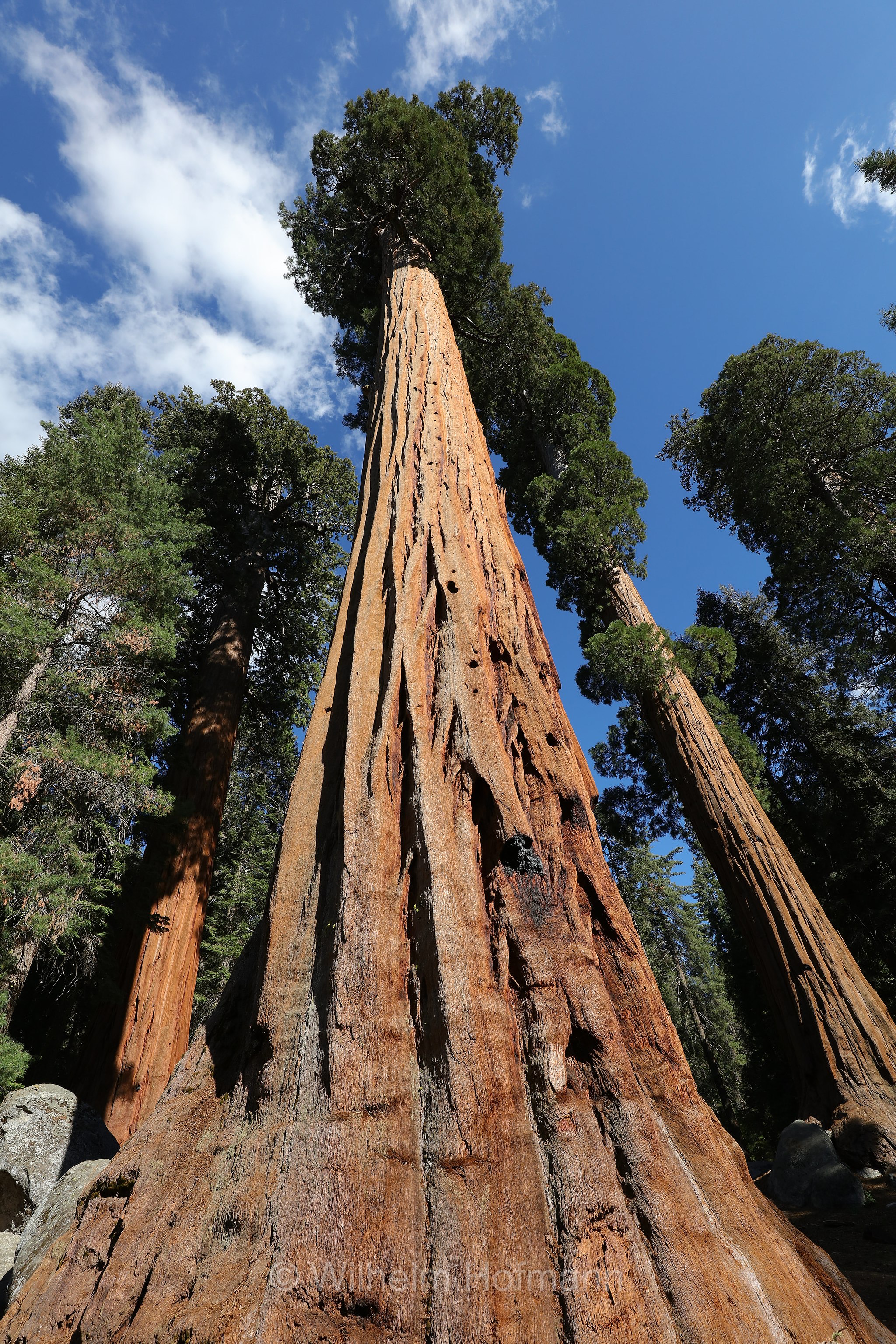 Big Trees Trail, Sequoia National Park, Sequoia-Nationalpark, Parco nazionale di Sequoia, California, Kalifornien, USA