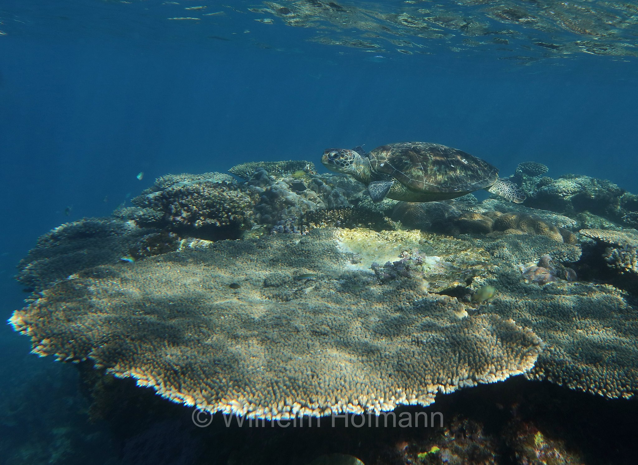 Chelonia mydas, green sea turtle, green turtle, black sea turtle, Pacific green turtle, Grüne Meeresschildkröte, tartaruga verde, Ningaloo Reef, Ningaloo Coast, Ningaloo Marine Park, Ningaloo Commonwealth Marine Reserve, Costa di Ningaloo, Western Australia, Westaustralien, Australia Occidentale, Australia, Australien
