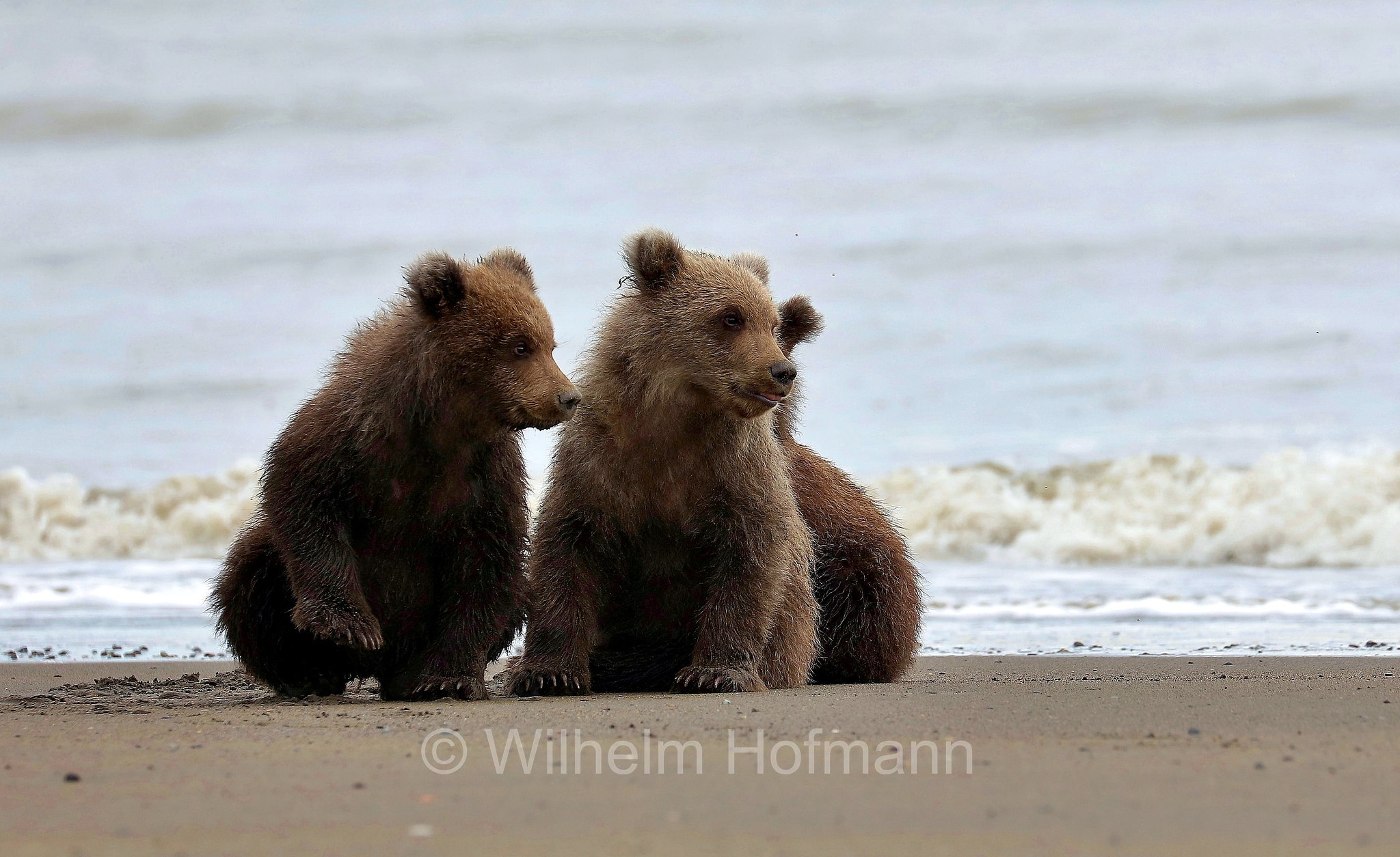 Ursus arctos gyas, Alaska Peninsula brown bear, peninsular grizzly, Alaska-Halbinsel-Braunbär, Alaska-Küstenbraunbär, Alaska-Braunbär, Großer Alaska-Braunbär, orso bruno della penisola dell'Alaska, grizzly peninsulare, grizzly costiero, grizzly gigante, Silver Salmon Creek, Lake Clark National Park, Lake Clark National Park and Preserve, Lake-Clark-Nationalpark, Parco nazionale e riserva di Lake Clark, Alaska, USA