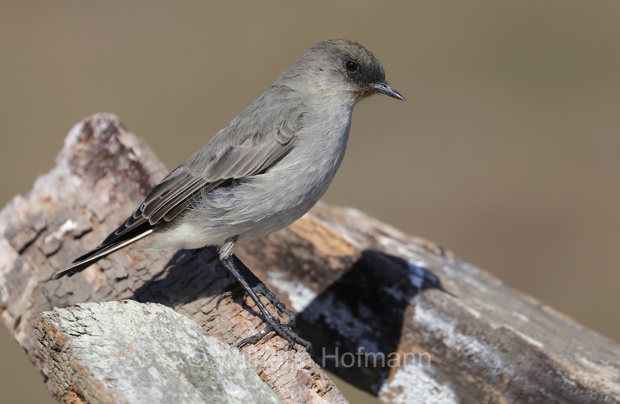 dark-faced ground tyrant, Maskengrundtyrann, tiranno terragnolo facciascura, dormiglione dalla testa nera, Muscisaxicola maclovianus, East Falkland, Ostfalkland, Falkland Orientale, Isla Soledad, Falkland Islands, Falklandinseln, Isole Falkland