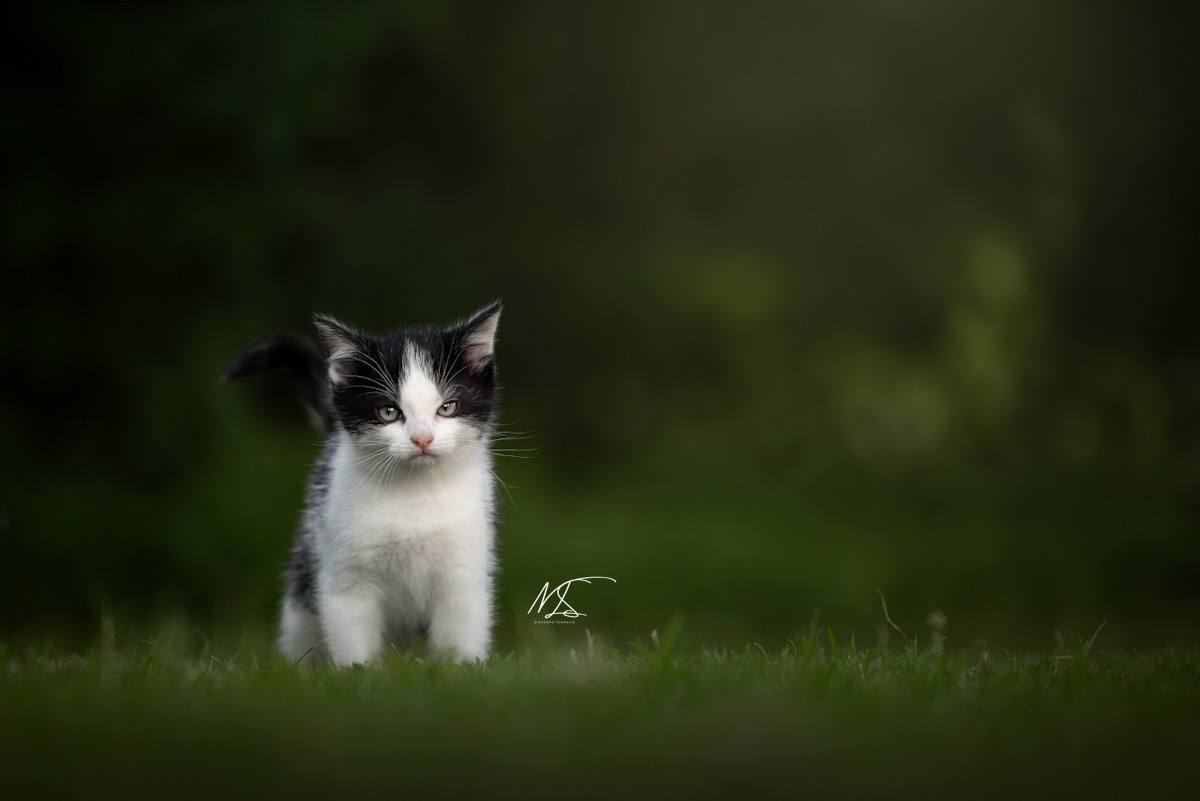 Zwart witte kitten die heel eigenwijs en beetje boos kijkt, volledig groene omgeving.