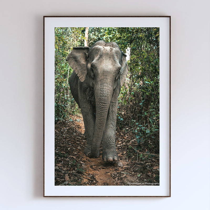 COLLECTION - GIANTS OF THE LAND VERTICAL - "The Only Direction" - LIMITED EDITION 5 of 5