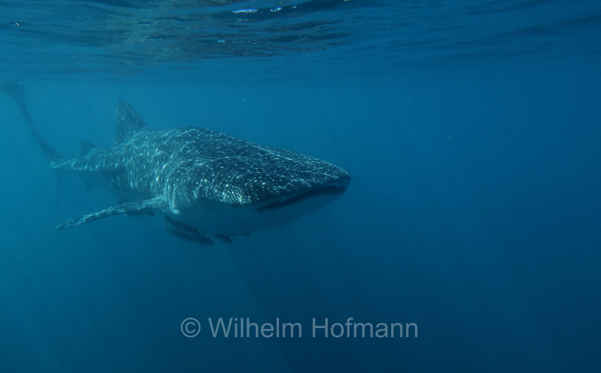 Whale Shark, Walhai, squalo balena, Rhincodon typus, Ningaloo Coast, Ningaloo Marine Park, Ningaloo Commonwealth Marine Reserve, Costa di Ningaloo, Western Australia, Westaustralien, Australia Occidentale, Australia, Australien