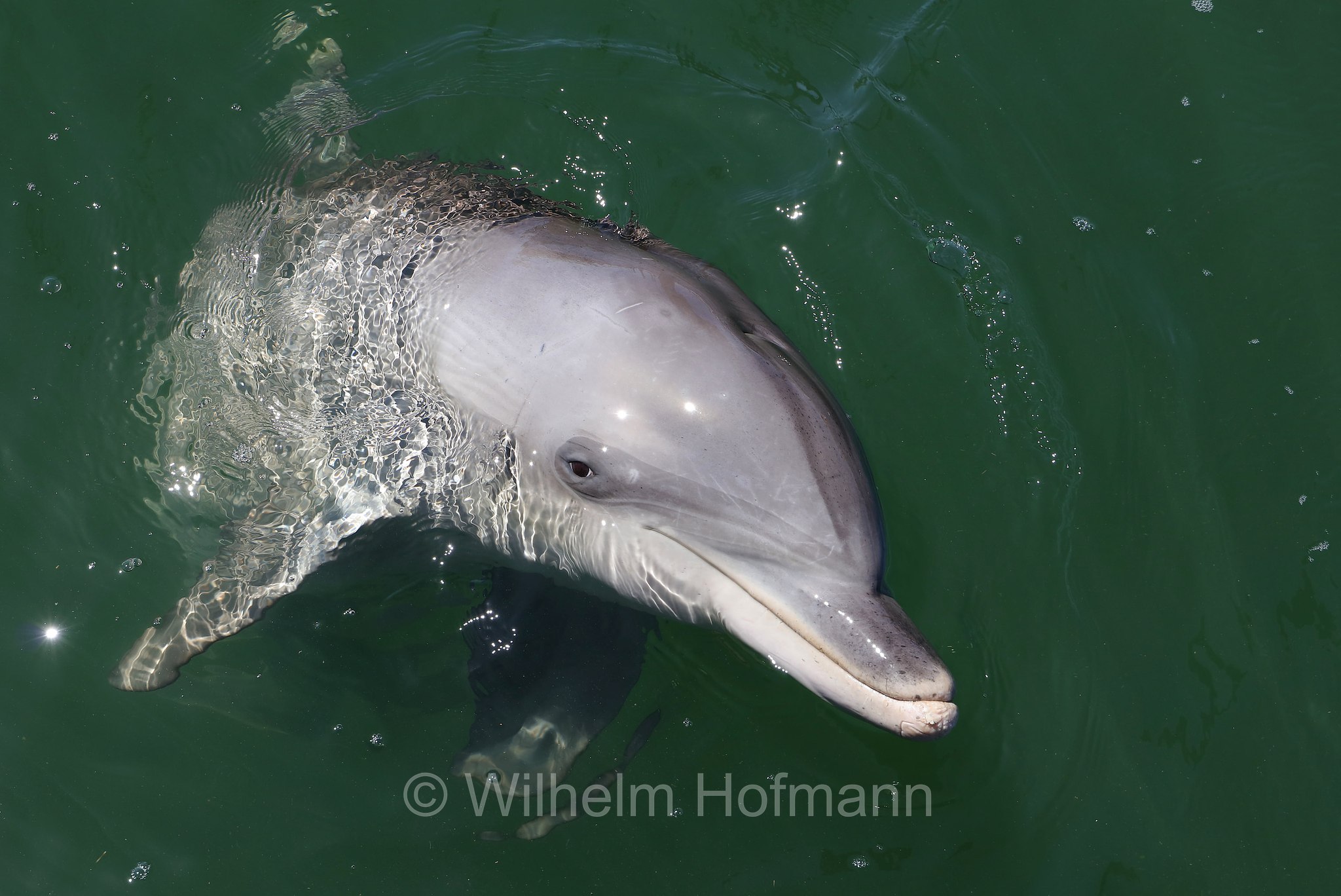 common bottlenose dolphin, Atlantic bottlenose dolphin, Großer Tümmler, Gewöhnlicher Großer Tümmler, tursìope comune, Tursiops truncatus, Whyalla Marina, Eyre Peninsula, Eyre-Halbinsel, Penisola di Eyre, South Australia, Südaustralien, Australia Meridionale, Australia, Australien