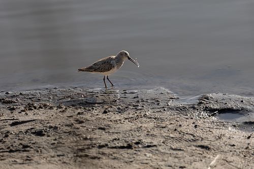 BIRDING
