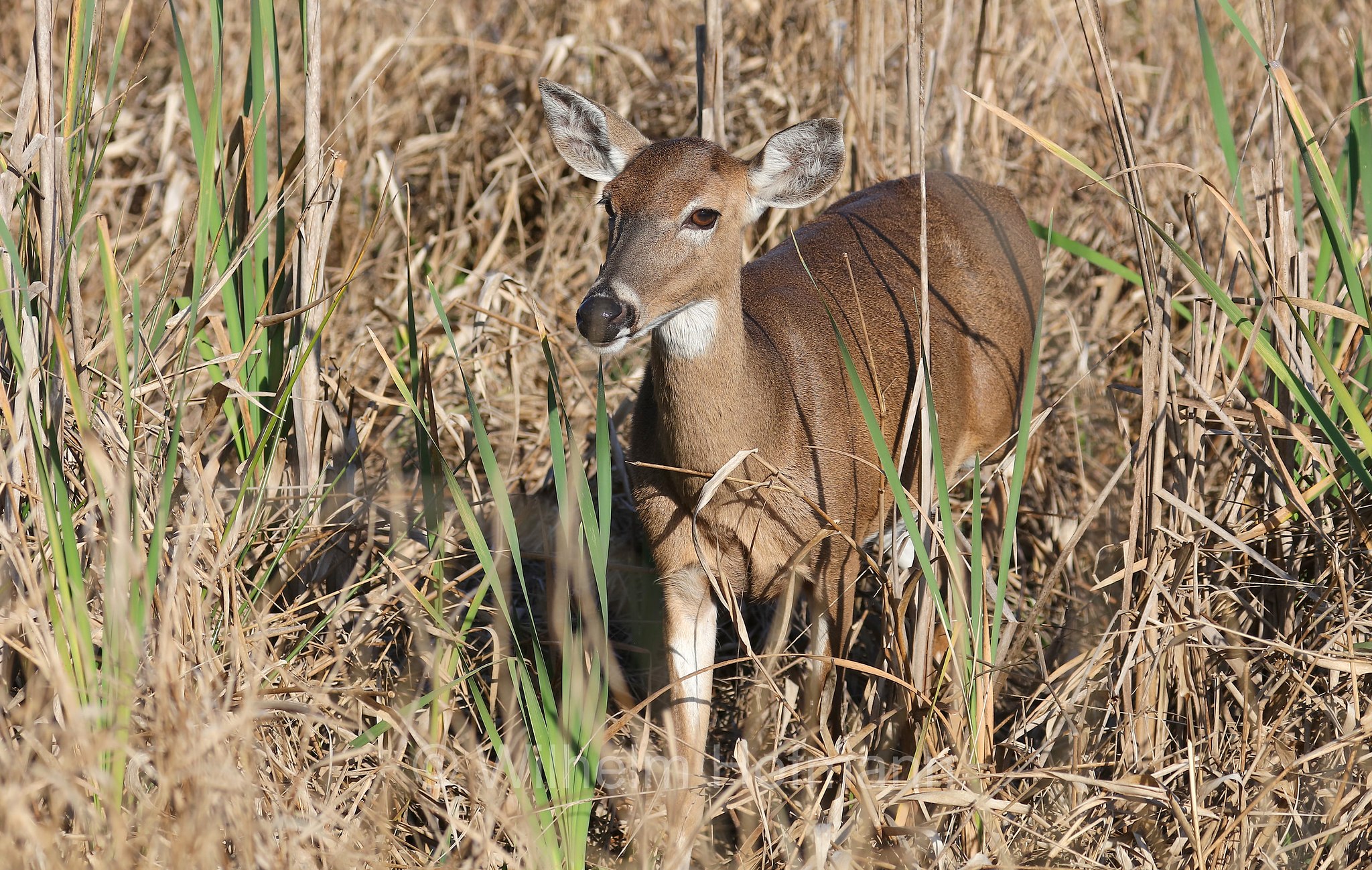 Odocoileus virginianus, white-tailed deer, whitetail, Virginia deer, Weißwedelhirsch, cervo dalla coda bianca, cervo della Virginia, Kissimmee Prairie Preserve State Park, Florida, USA