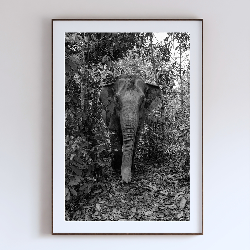 COLLECTION - GIANTS OF THE LAND VERTICAL - "Framed by Jungle" - LIMITED EDITION 10 of 10