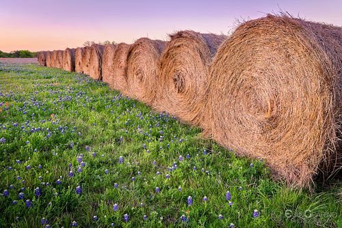 Haybales in Bluebonnets
