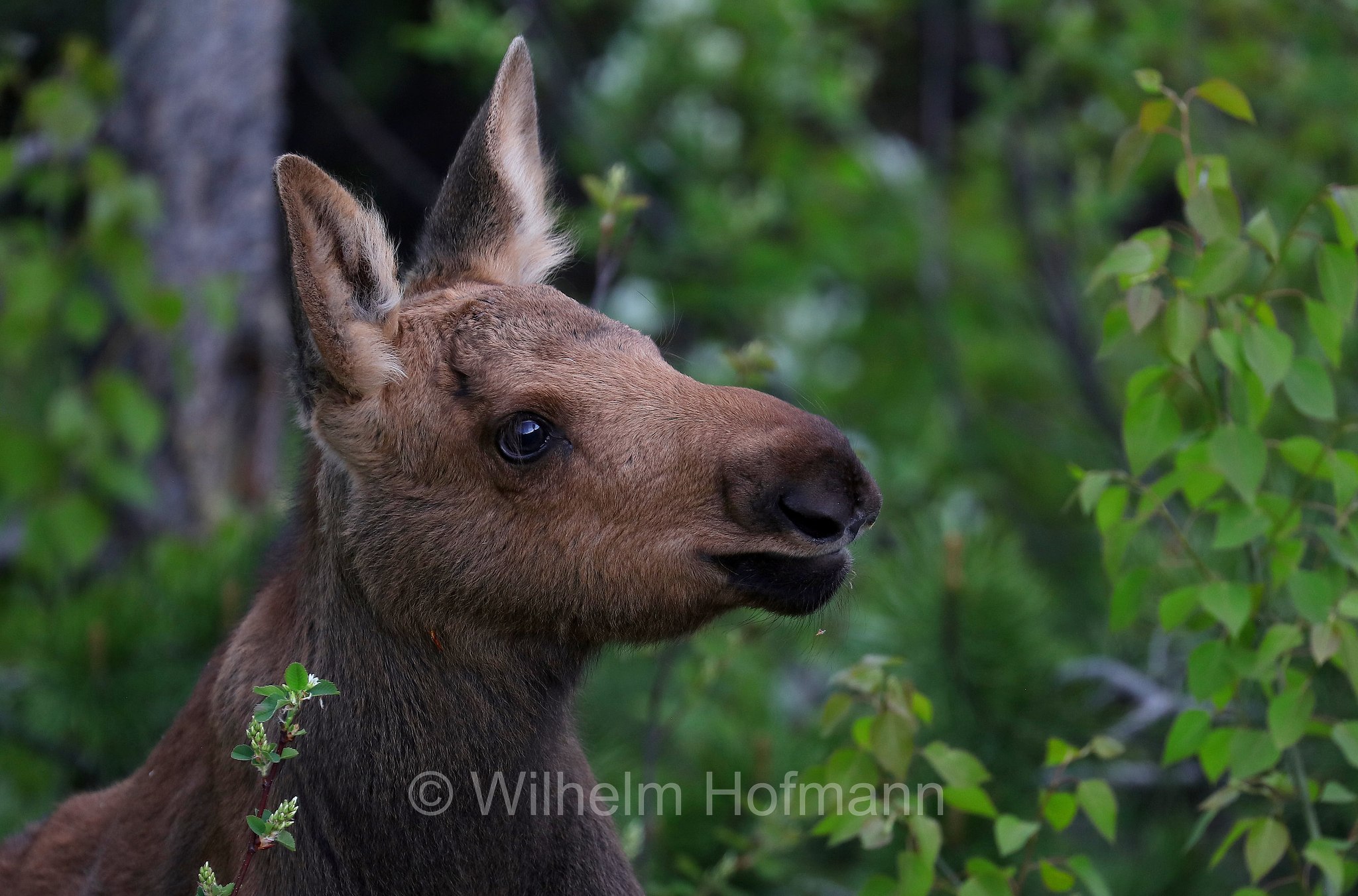 Shiras moose, Wyoming moose, Yellowstone moose, Yellowstone-Elch, Shiraz-Elch, Wyoming-Elch, alce di Shiras, Alces alces shirasi, Taggart Creek, Grand Teton National Park, Grand-Teton-Nationalpark, parco nazionale del Grand Teton, Wyoming, USA
