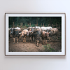 COLLECTION - GIANTS OF THE LAND HORIZONTAL - "All Eyes Forward" - LIMITED EDITION 9 of 10