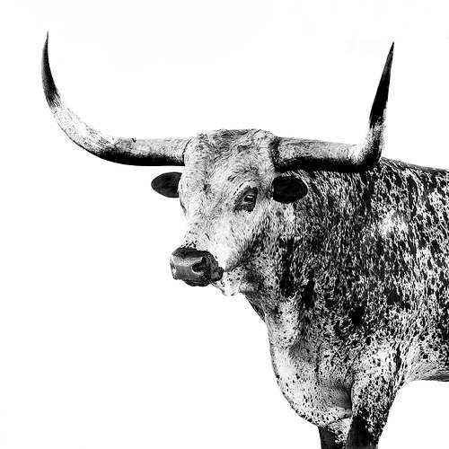 High-key black and white fine art portrait of a speckled Texas Longhorn bull showcasing its sweeping horns against a pure white background.