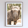 COLLECTION - GIANTS OF THE LAND VERTICAL -  "Trunk On" - LIMITED EDITION 10 of 10