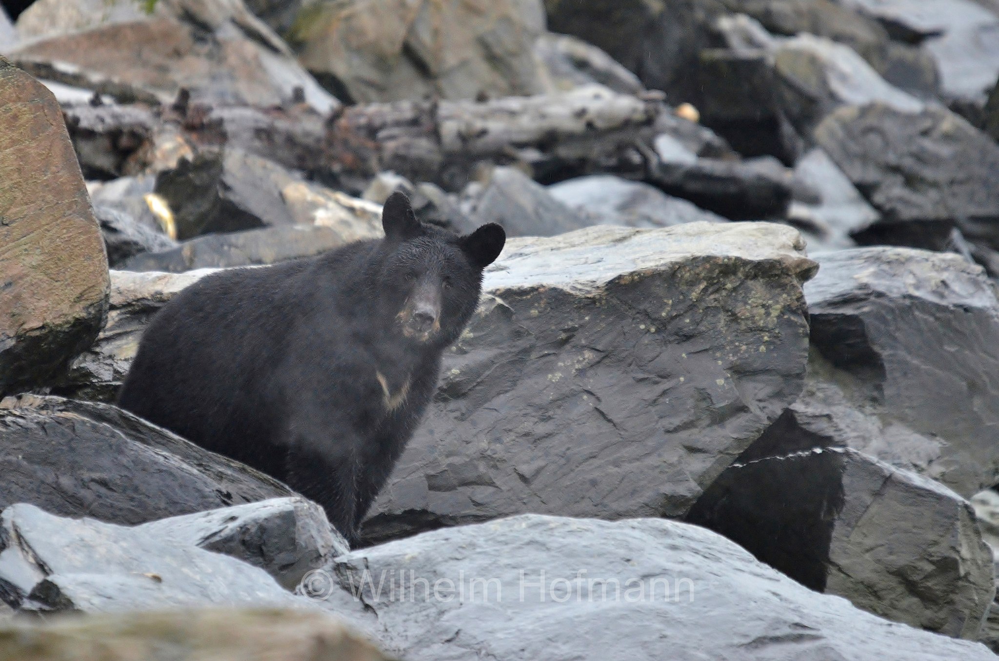 Ursus americanus, American black bear, black bear, Amerikanischer Schwarzbär, Baribal, orso nero, baribal, Solomon Gulch Hatchery, Valdez, ﻿Prince William Sound, Prinz-William-Sund, Stretto di Prince William, Alaska, USA