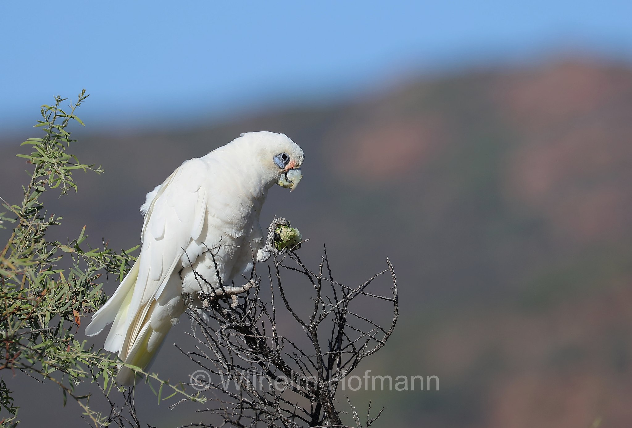 little corella, short-billed corella, bare-eyed cockatoo, blood-stained cockatoo, little cockatoo, Nacktaugenkakadu, Rotzügelkakadu, corella minore, Cacatua sanguinea, Wilpena Pound, Ikara–Flinders Ranges National Park, Ikara-Flinderskette-Nationalpark, parco nazionale Monti Flinders, South Australia, Südaustralien, Australia Meridionale, Australia, Australien
