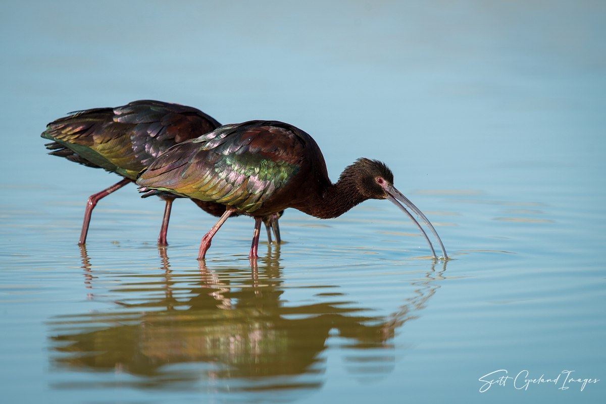 Killpecker Ibis #4