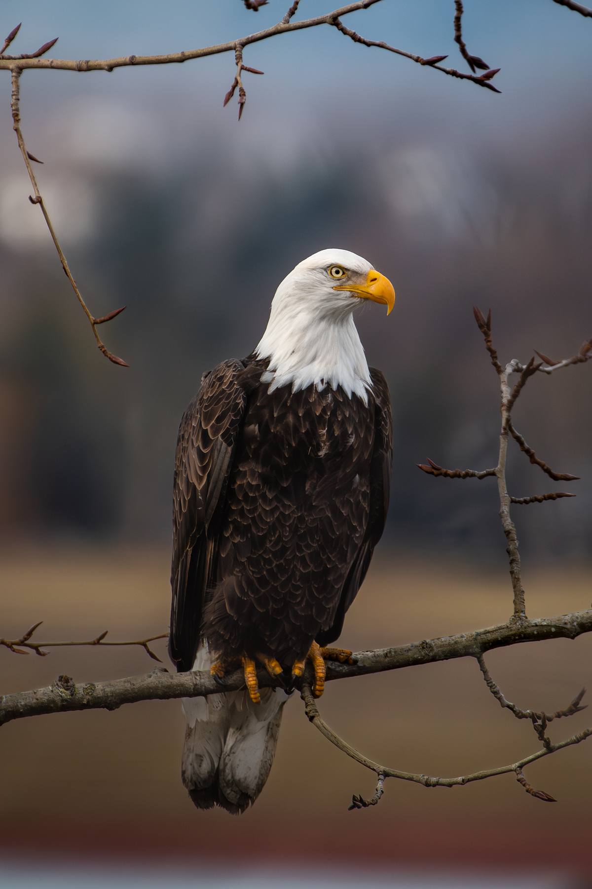 Bald eagle sitting in a tree.