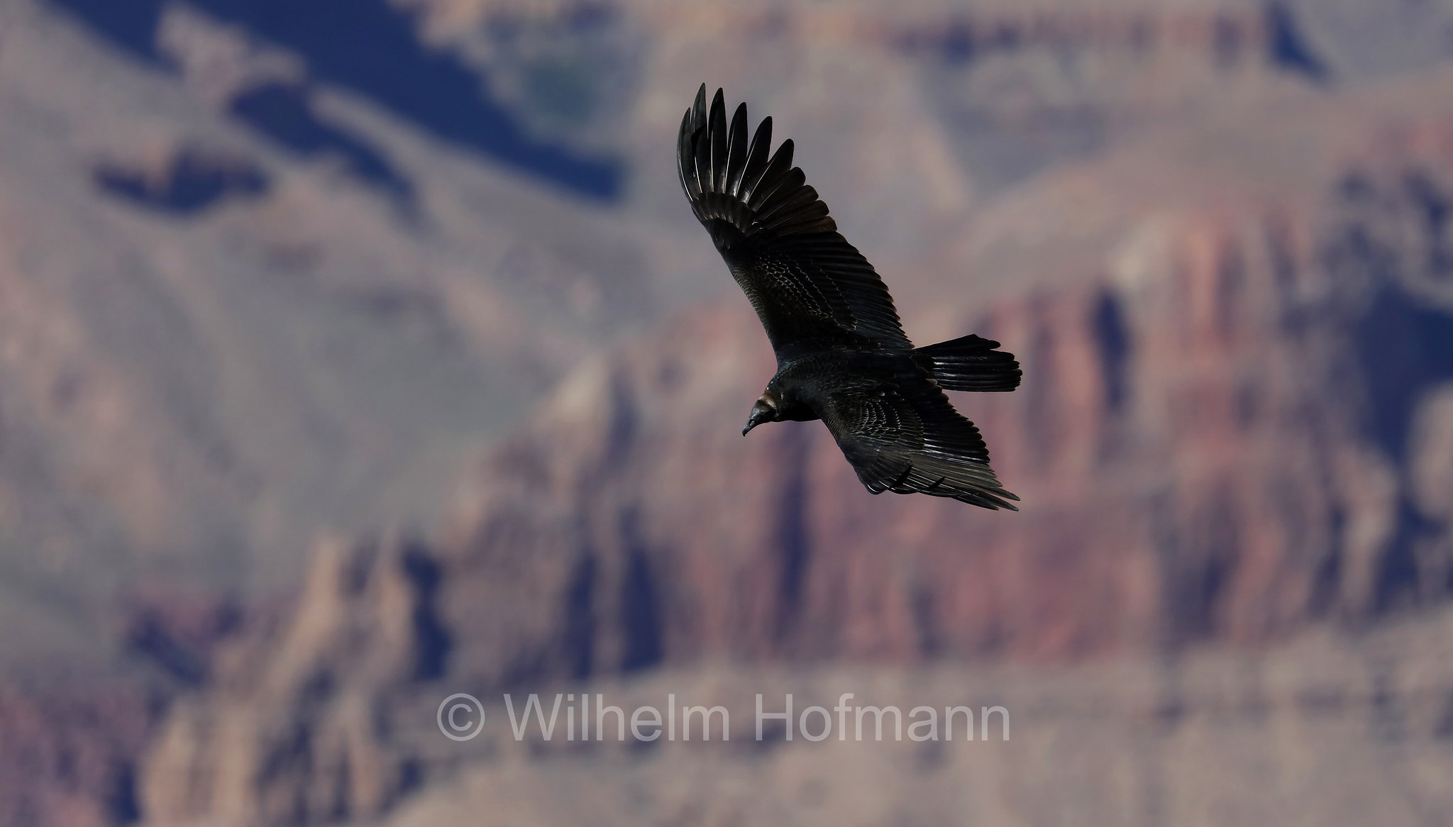 Coragyps atratus, black vulture, American black vulture, Mexican vulture, zopilote, urubu, gallinazo, Rabengeier, urubù, Grandview Point, South Rim, Grand Canyon National Park, Grand-Canyon-Nationalpark, parco nazionale del Grand Canyon, Arizona, USA