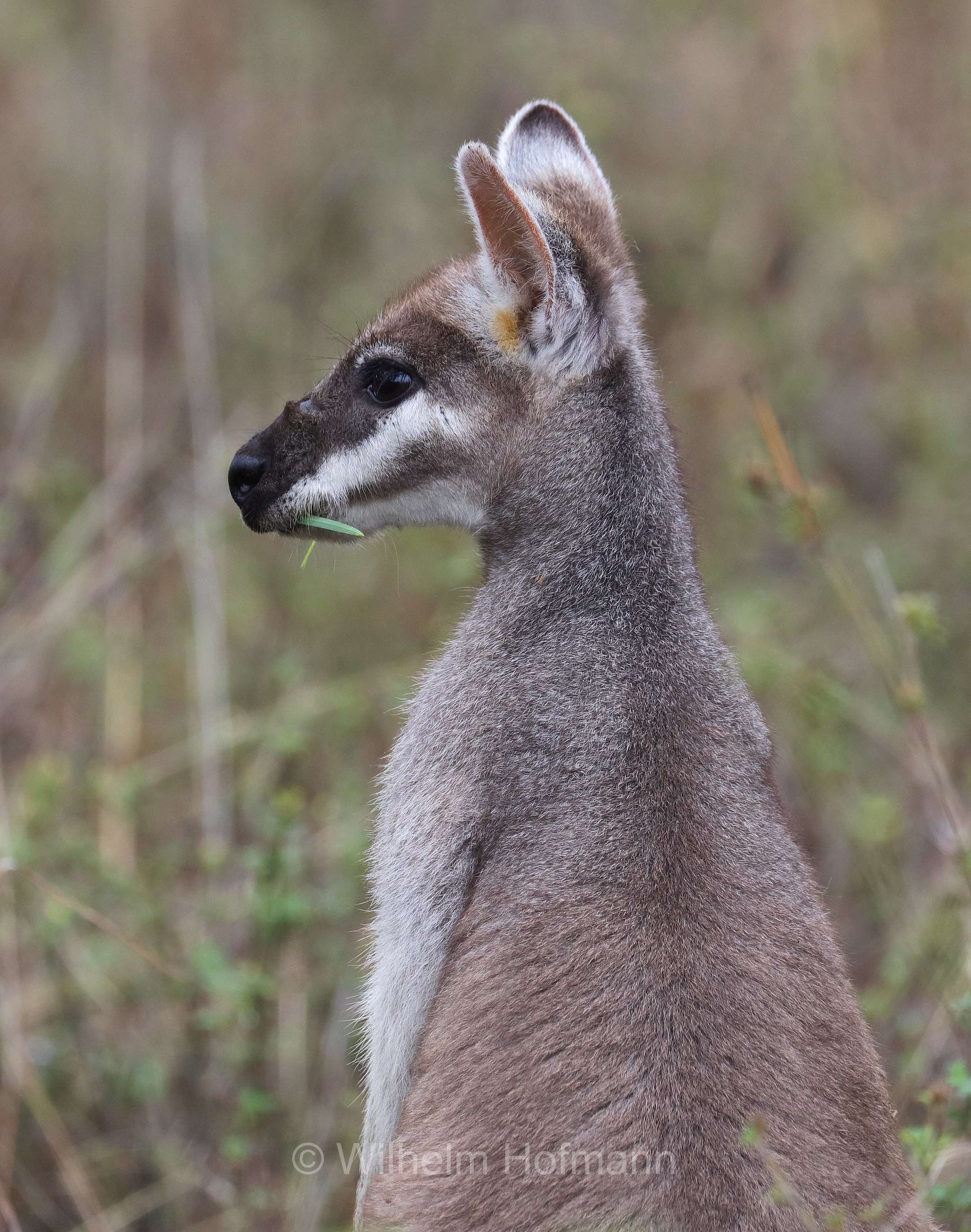 Notamacropus parryi, whiptail wallaby, pretty-faced wallaby, Hübschgesichtwallaby, wallaby di Parry, Bluff Walk, Undara Volcanic National Park, Undara-Volcanic-Nationalpark, parco nazionale Undara Volcanic, Queensland, Australia, Australien