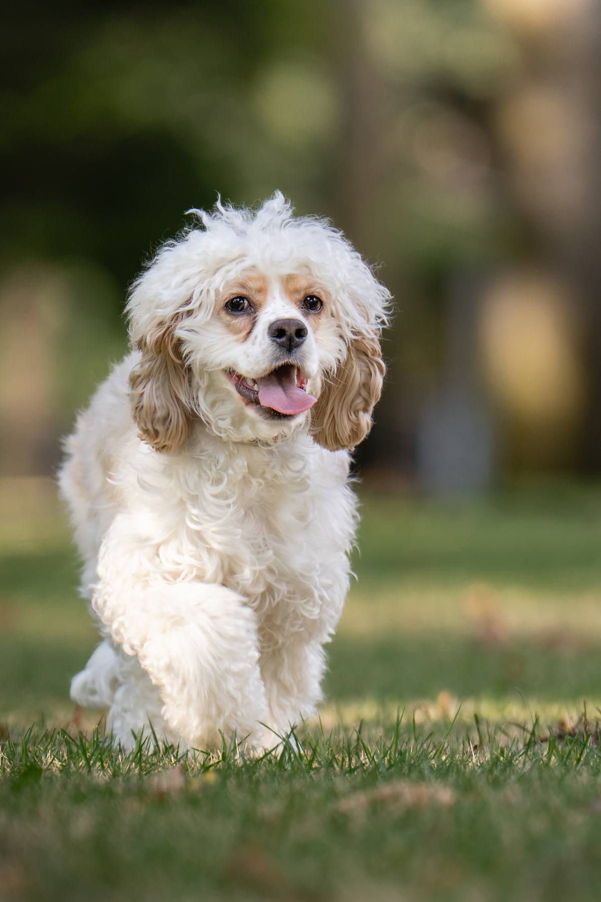 Cocker Spaniel at the park on a sunny day.