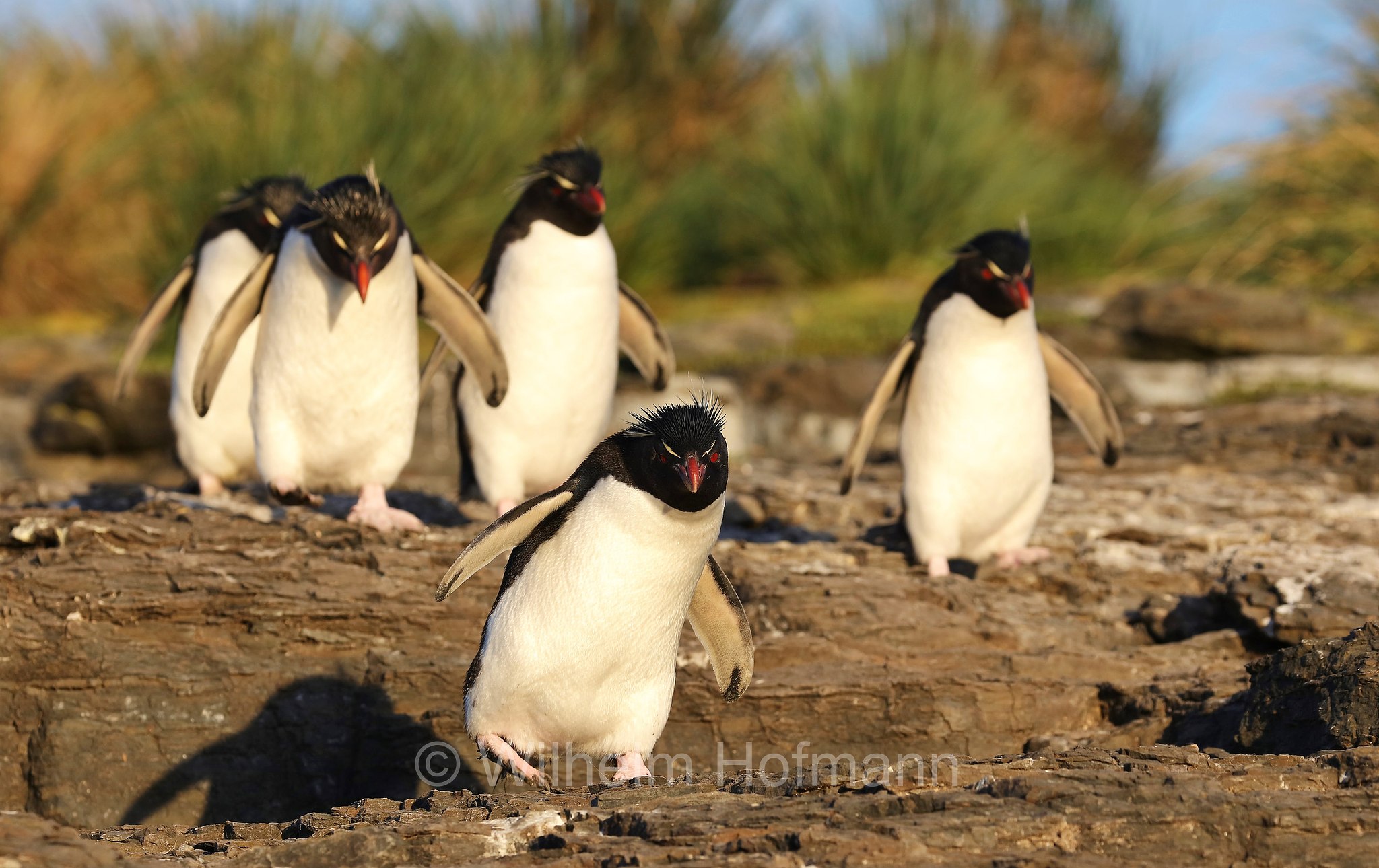 western rockhopper penguin, Felsenpinguin, pinguino saltarocce, Eudyptes chrysocome, Bleaker Island, Isla María, Falkland Islands, Falklandinseln, Isole Falkland