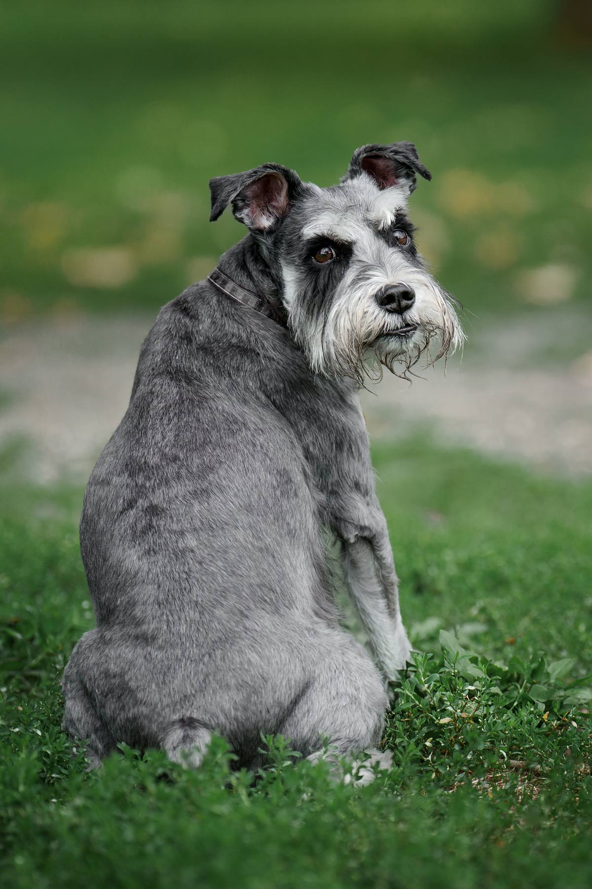 Schnauzer sitting on the grass at the park.