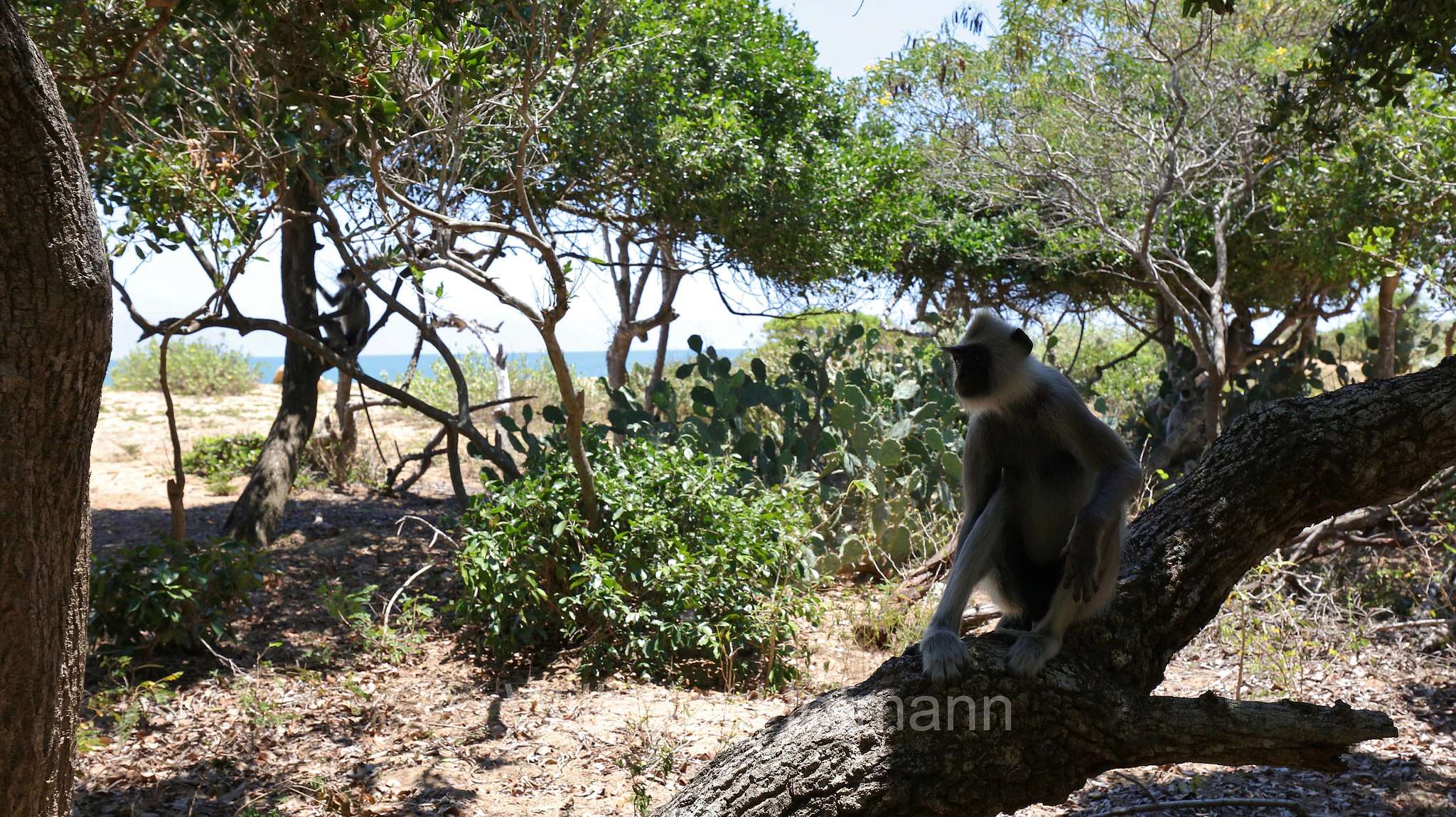 tufted gray langur, Madras gray langur, Coromandel sacred langur, Südlicher Hanuman-Langur, entello dal ciuffo, Semnopithecus priam, Sri Lanka, Southern Province, Hambantota, Hambantota District﻿, Palatupana Beach