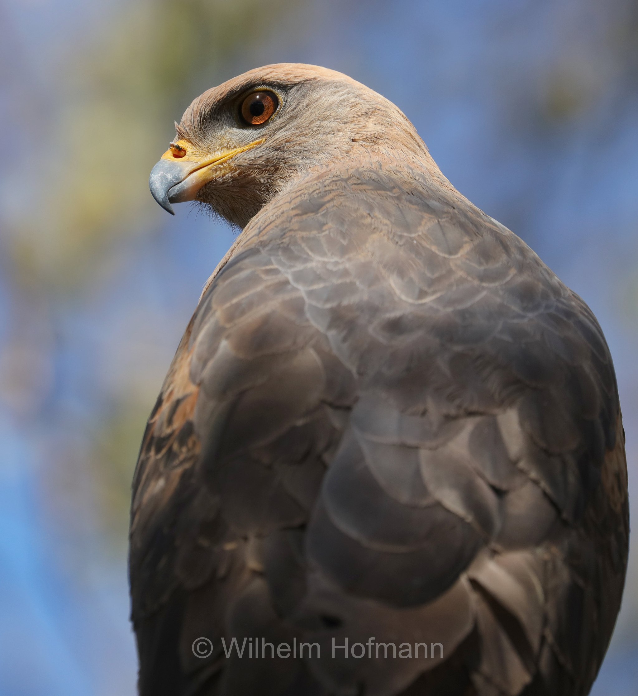 savanna hawk, Savannenbussard, ﻿poiana di savana, Buteogallus meridionalis, Pantanal, Mato Grosso, Brazil, Brasil, Brasile, Brasilien