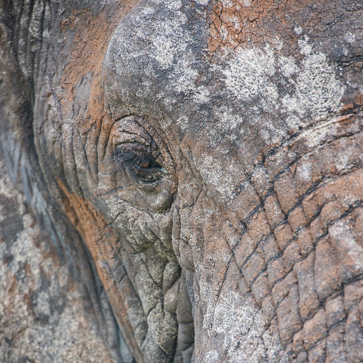 Eye-of-an-Elephant