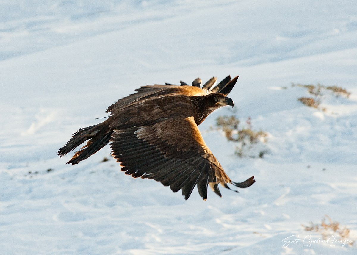 Winter-Eagle