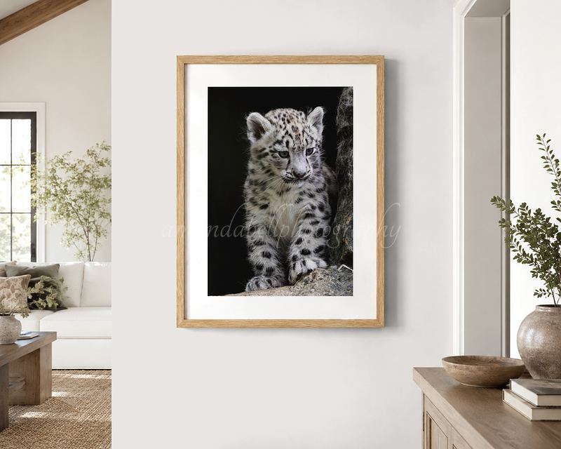 Snow Leopard Cub Print