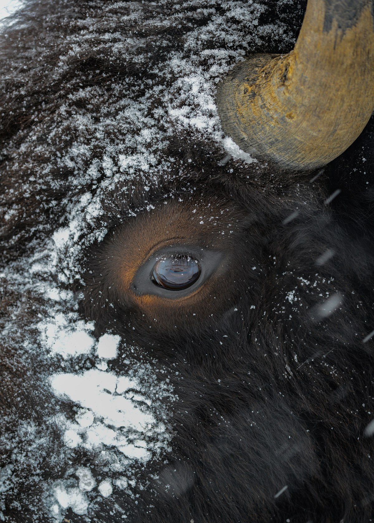 Face-of-Winter