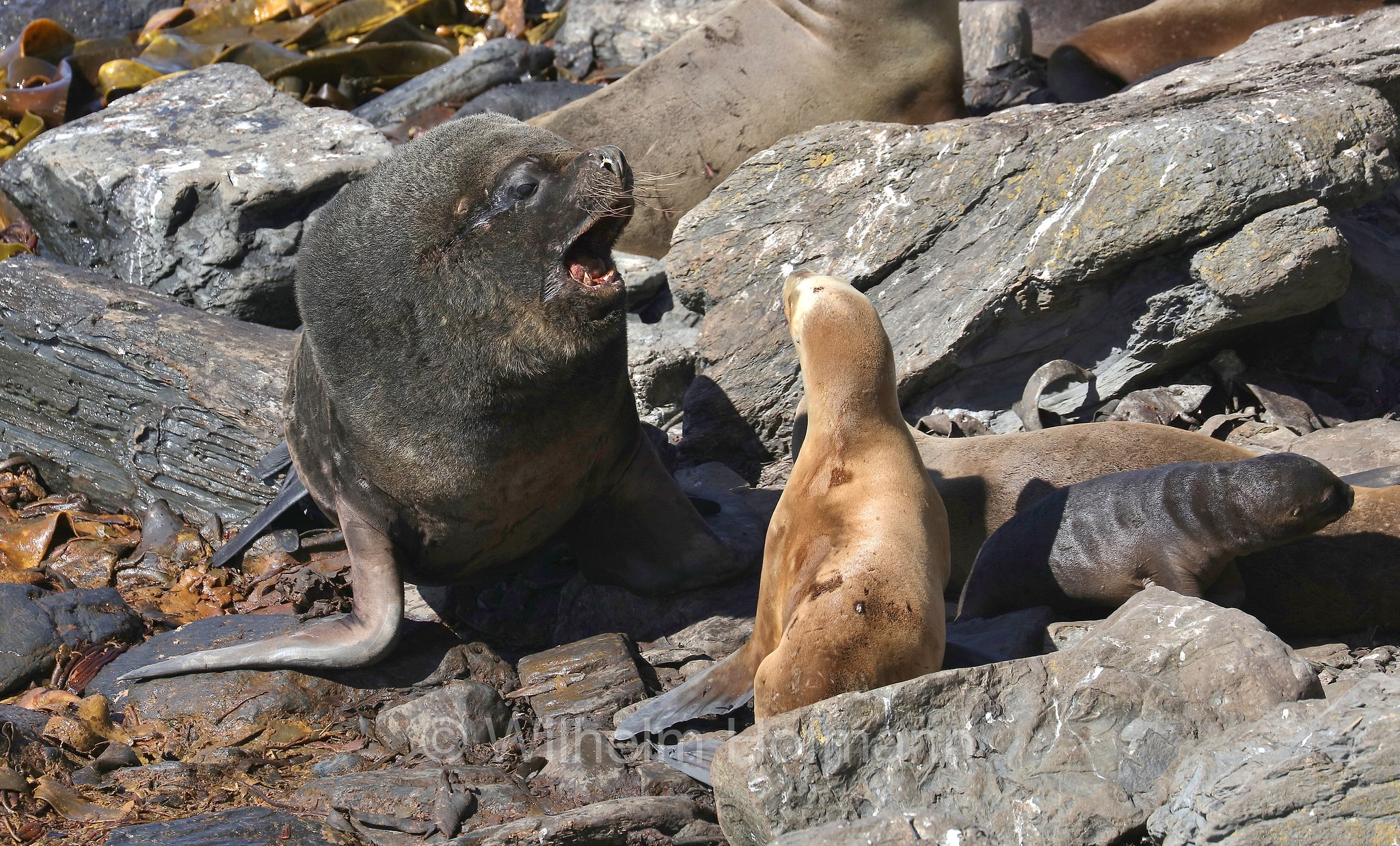 South American sea lion, southern sea lion, Patagonian sea lion, Mähnenrobbe, Patagonischer Seelöwe, Südamerikanischer Seelöwe, leone marino sudamericano, leone marino meridionale, Otaria flavescens, ﻿Südlicher See-Elefant, elefante marino meridionale, Mirounga leonina, Sealion Island, Sea Lion Island, Isla de los Leones Marinos, Falkland Islands, Falklandinseln, Isole Falkland