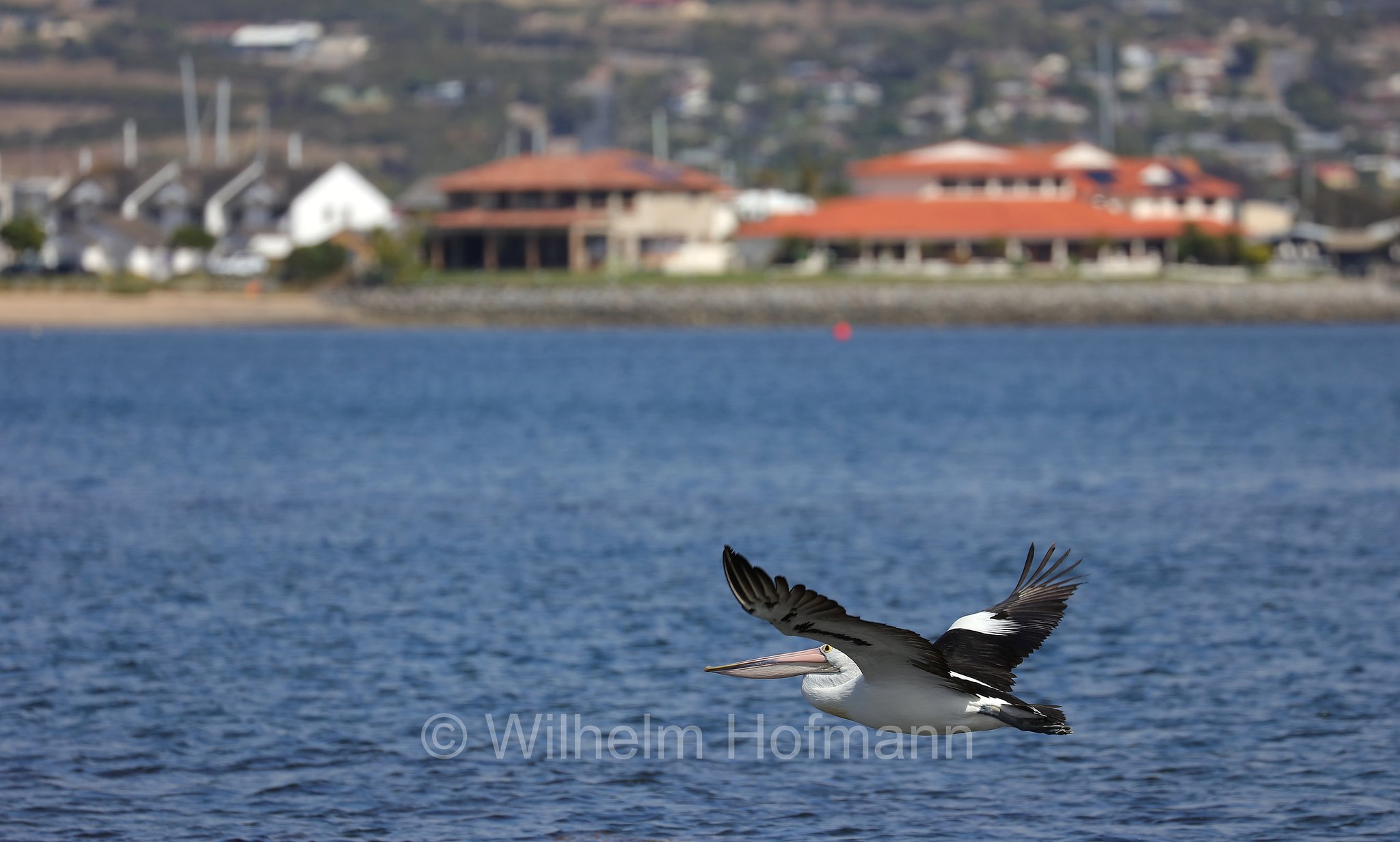 Australian Pelican, Brillenpelikan, pellicano australiano, Pelecanus conspicillatus, Billy Lights Point, Port Lincoln, Eyre Peninsula, Eyre-Halbinsel, Penisola di Eyre, South Australia, Südaustralien, Australia Meridionale, Australia, Australien