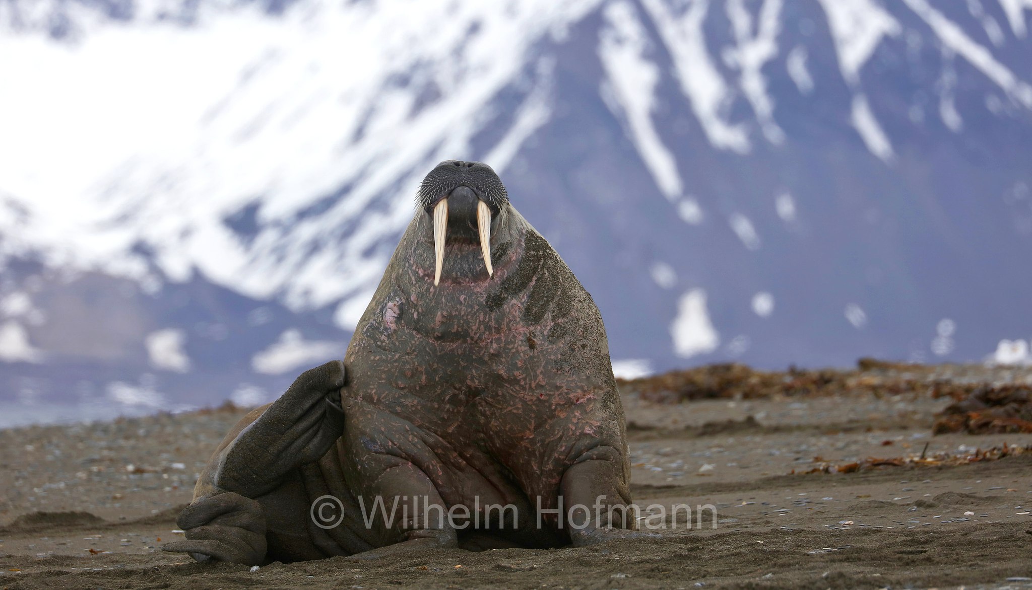 Odobenus rosmarus rosmarus, Atlantic walrus, Atlantisches Walross, tricheco dell'Atlantico, Forlandet National Park, Forlandet-Nationalpark, parco nazionale Forlandet, Prins Karls Forland, Prinz-Karl-Vorland, Svalbard, Spitzbergen, Norway, Norwegen, Norvegia
