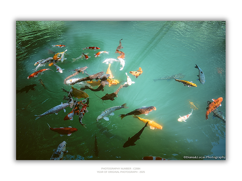 COLLECTION - GIANTS OF THE LAND HORIZONTAL - "Painted Water" - LIMITED EDITION 10 of 10