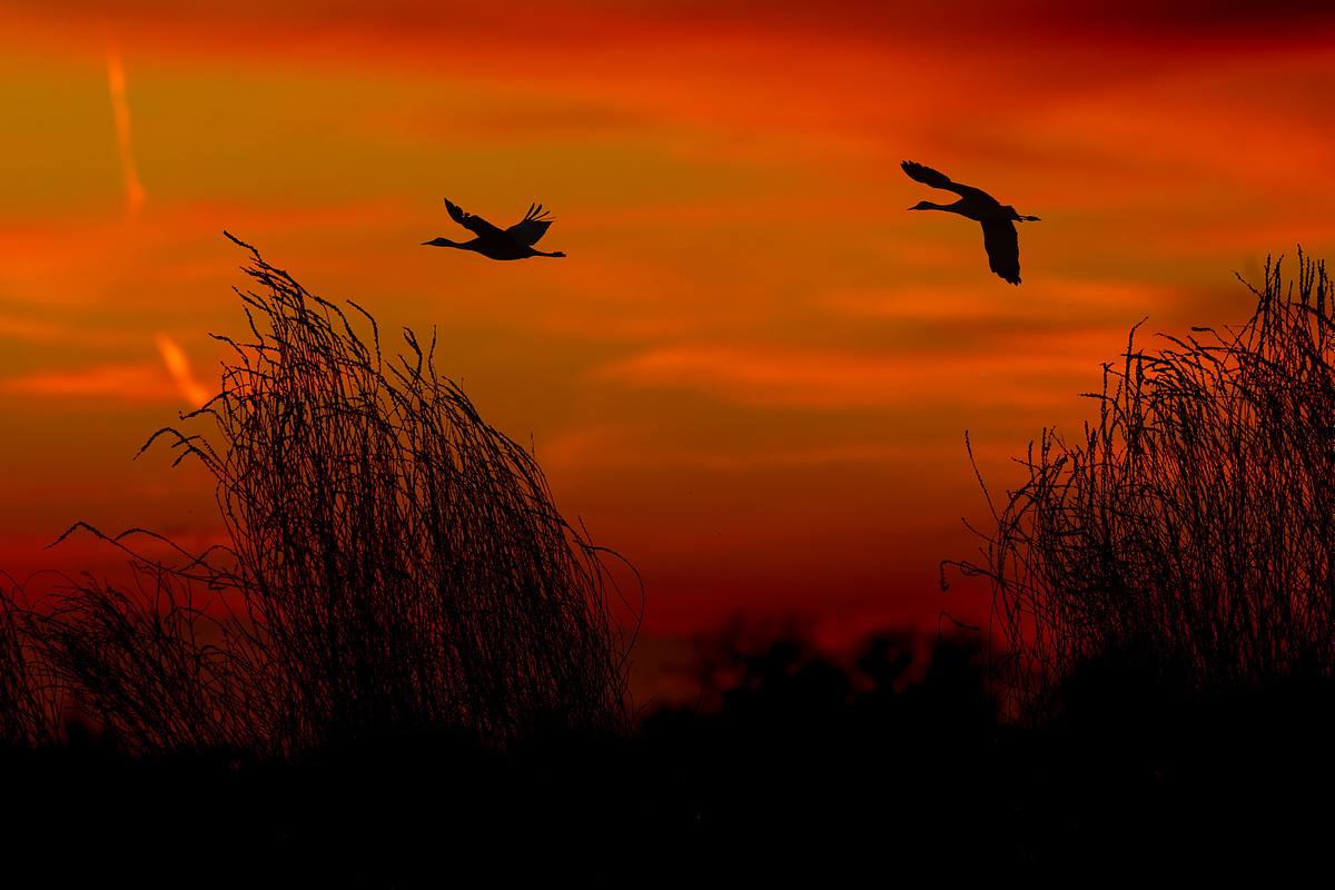 Sandhill Cranes in flight at sunset | Platte River Nebraska