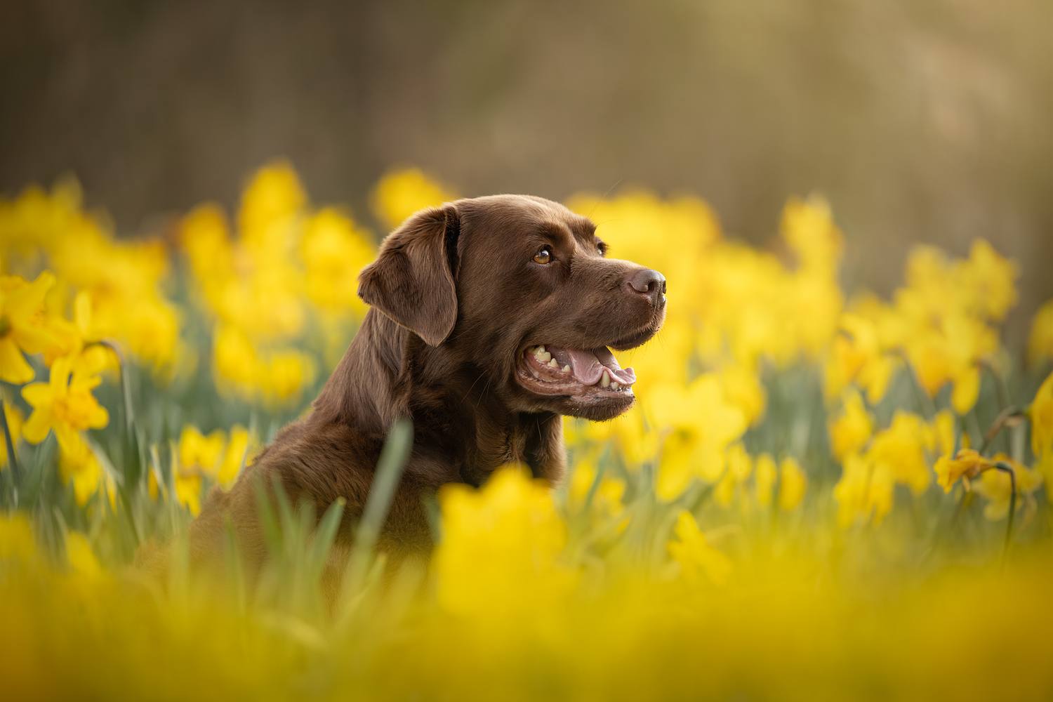 NLS Dierenfotografie